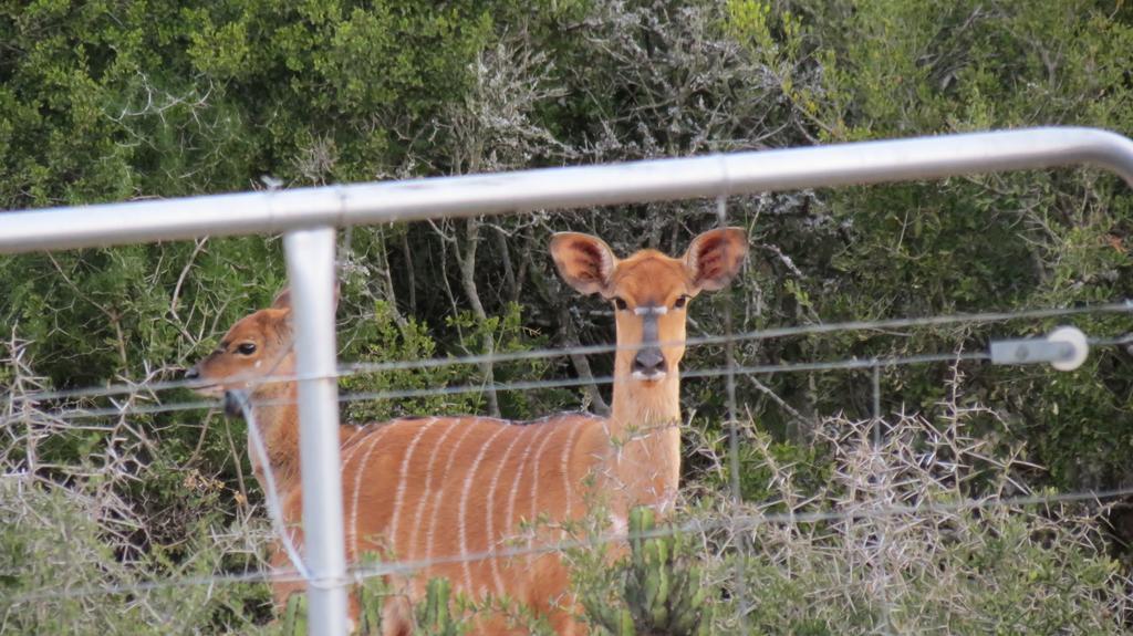 Kudu Ridge Game Lodge Addo Exterior photo
