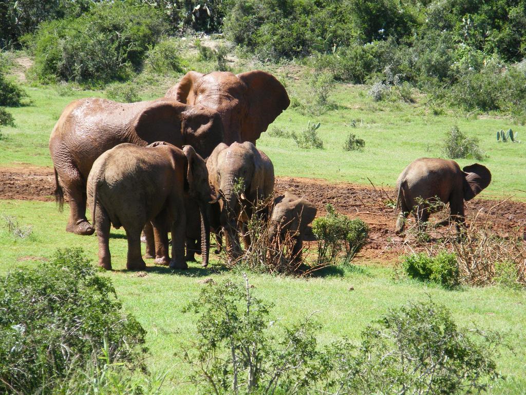 Kudu Ridge Game Lodge Addo Exterior photo