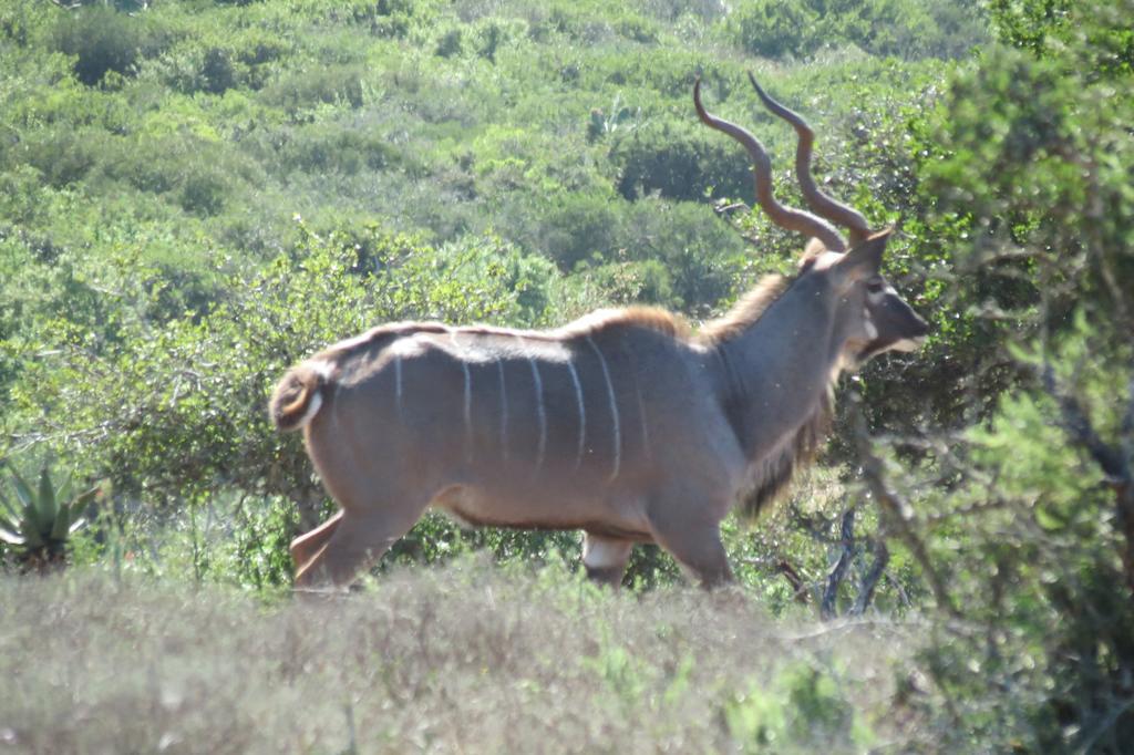 Kudu Ridge Game Lodge Addo Exterior photo