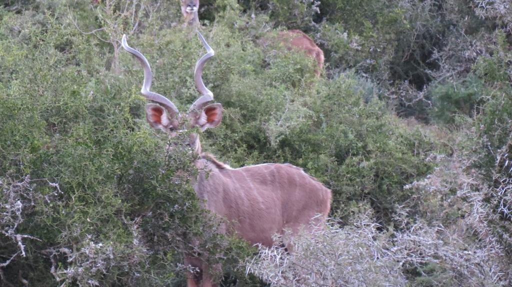 Kudu Ridge Game Lodge Addo Exterior photo