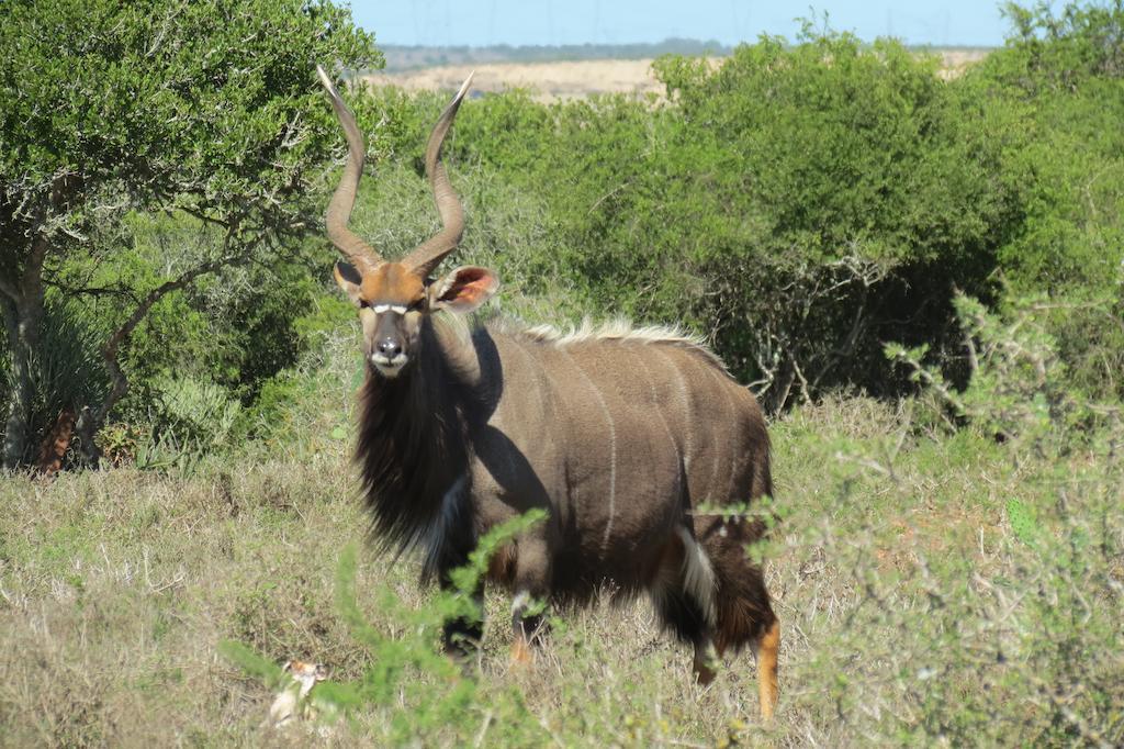 Kudu Ridge Game Lodge Addo Exterior photo