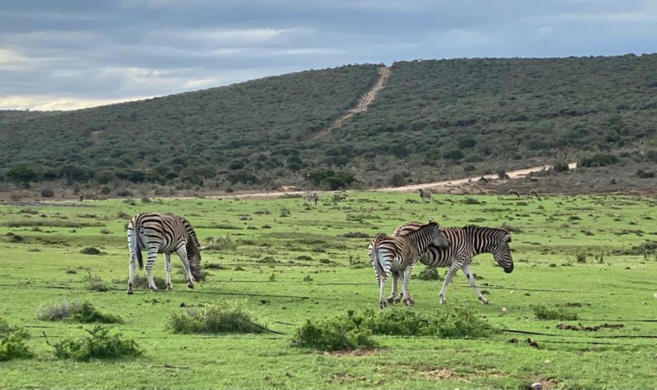 Kudu Ridge Game Lodge Addo Exterior photo