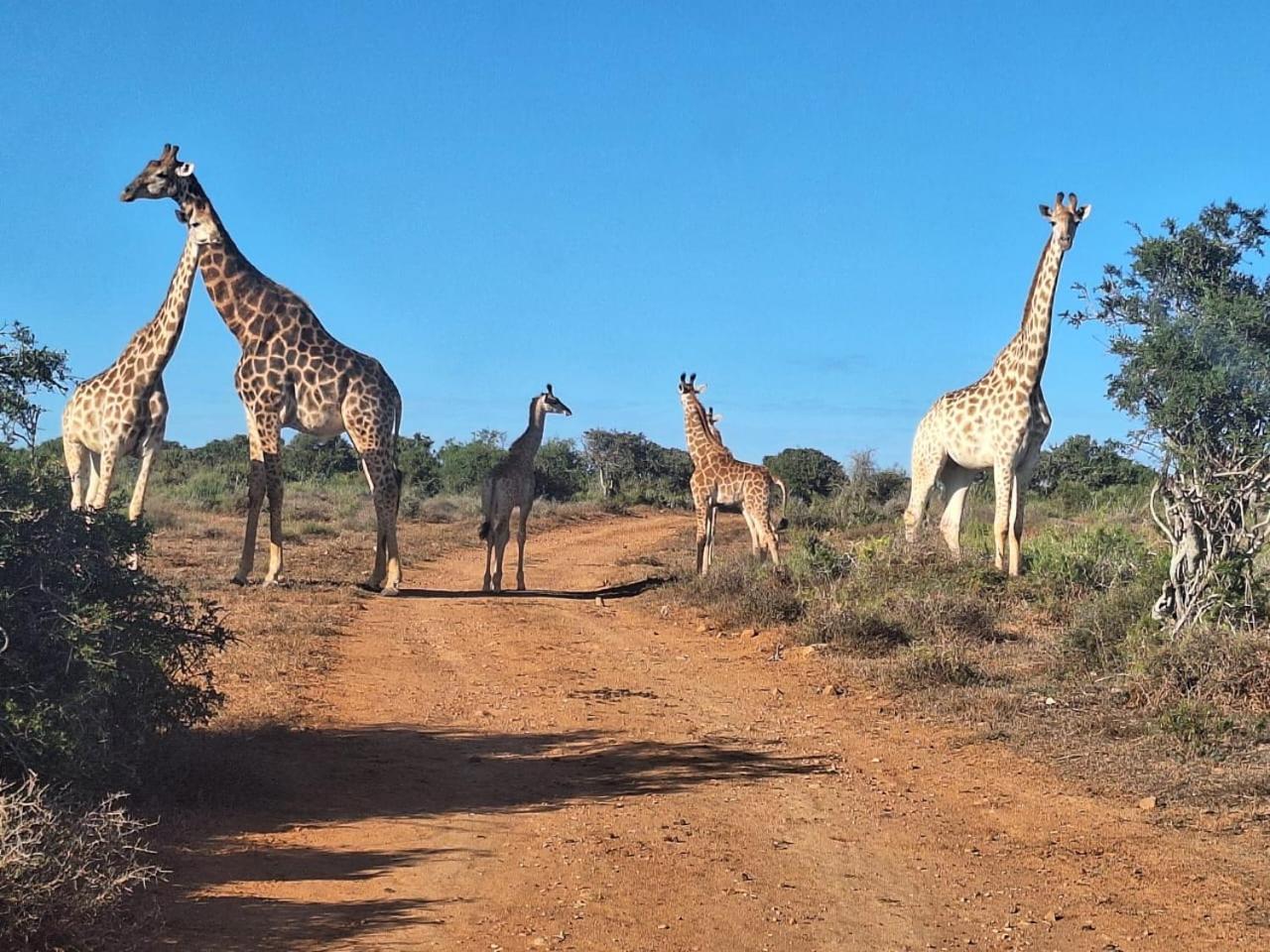 Kudu Ridge Game Lodge Addo Exterior photo