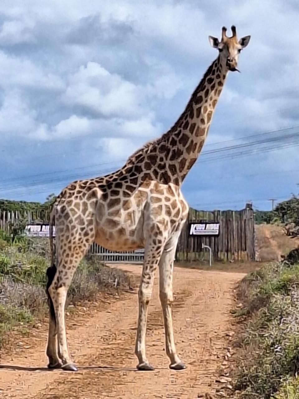 Kudu Ridge Game Lodge Addo Exterior photo