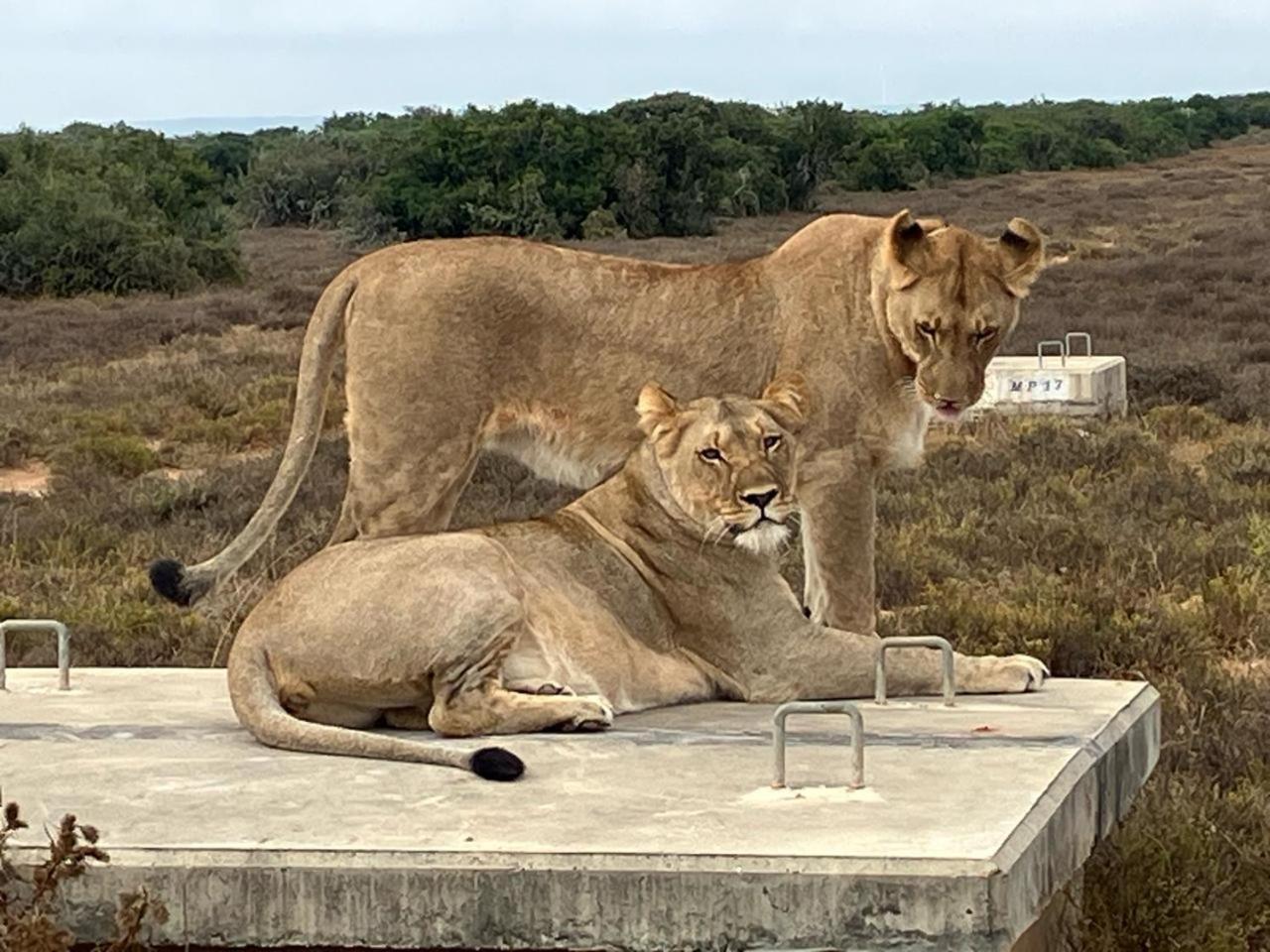 Kudu Ridge Game Lodge Addo Exterior photo