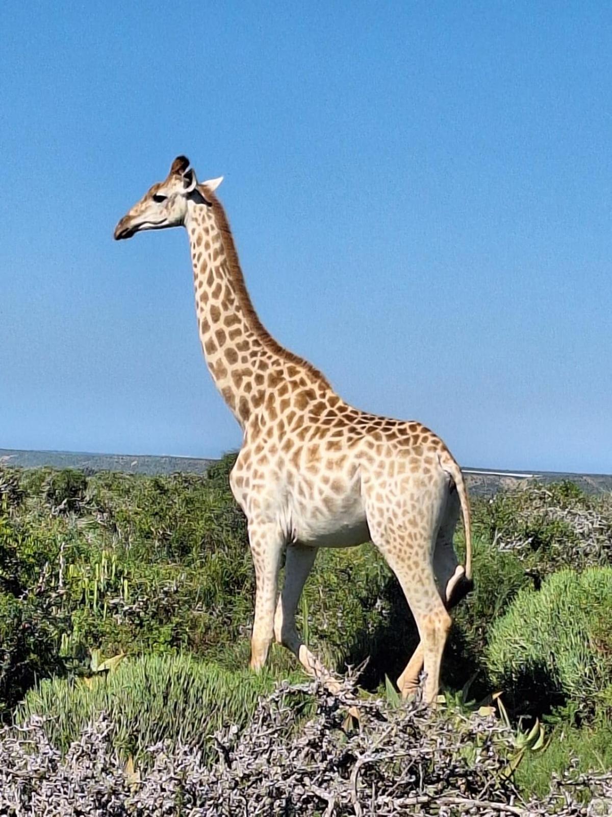 Kudu Ridge Game Lodge Addo Exterior photo
