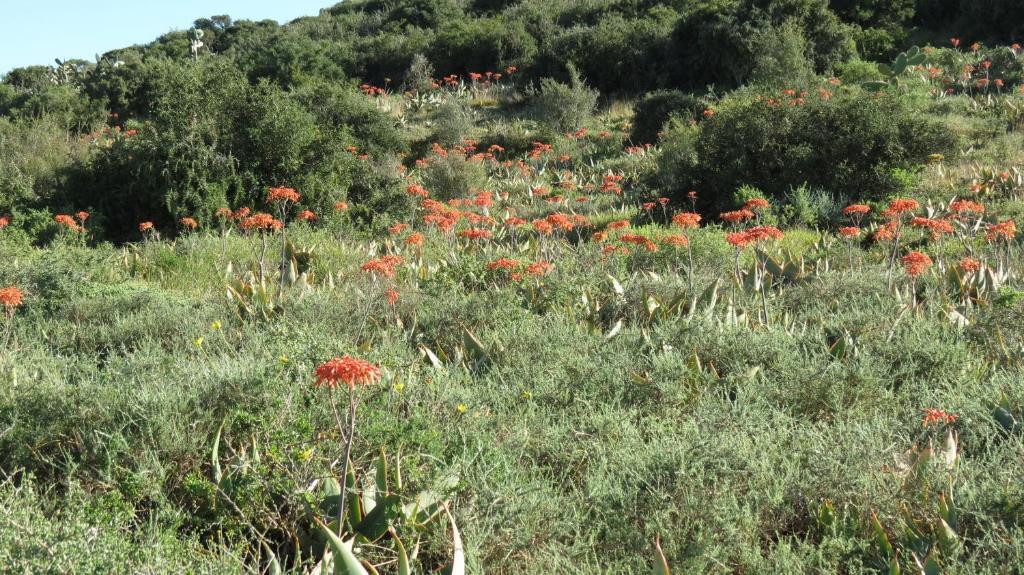 Kudu Ridge Game Lodge Addo Exterior photo