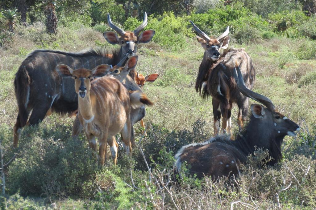 Kudu Ridge Game Lodge Addo Exterior photo