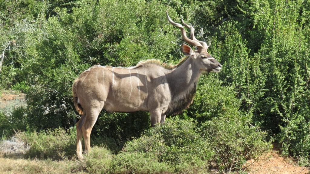 Kudu Ridge Game Lodge Addo Exterior photo